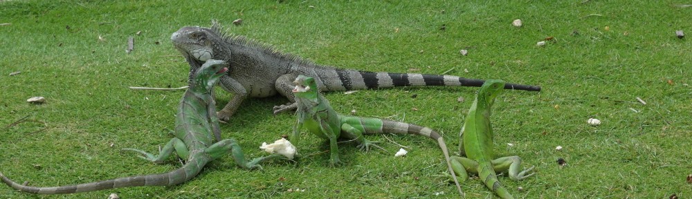 Guia de Aruba